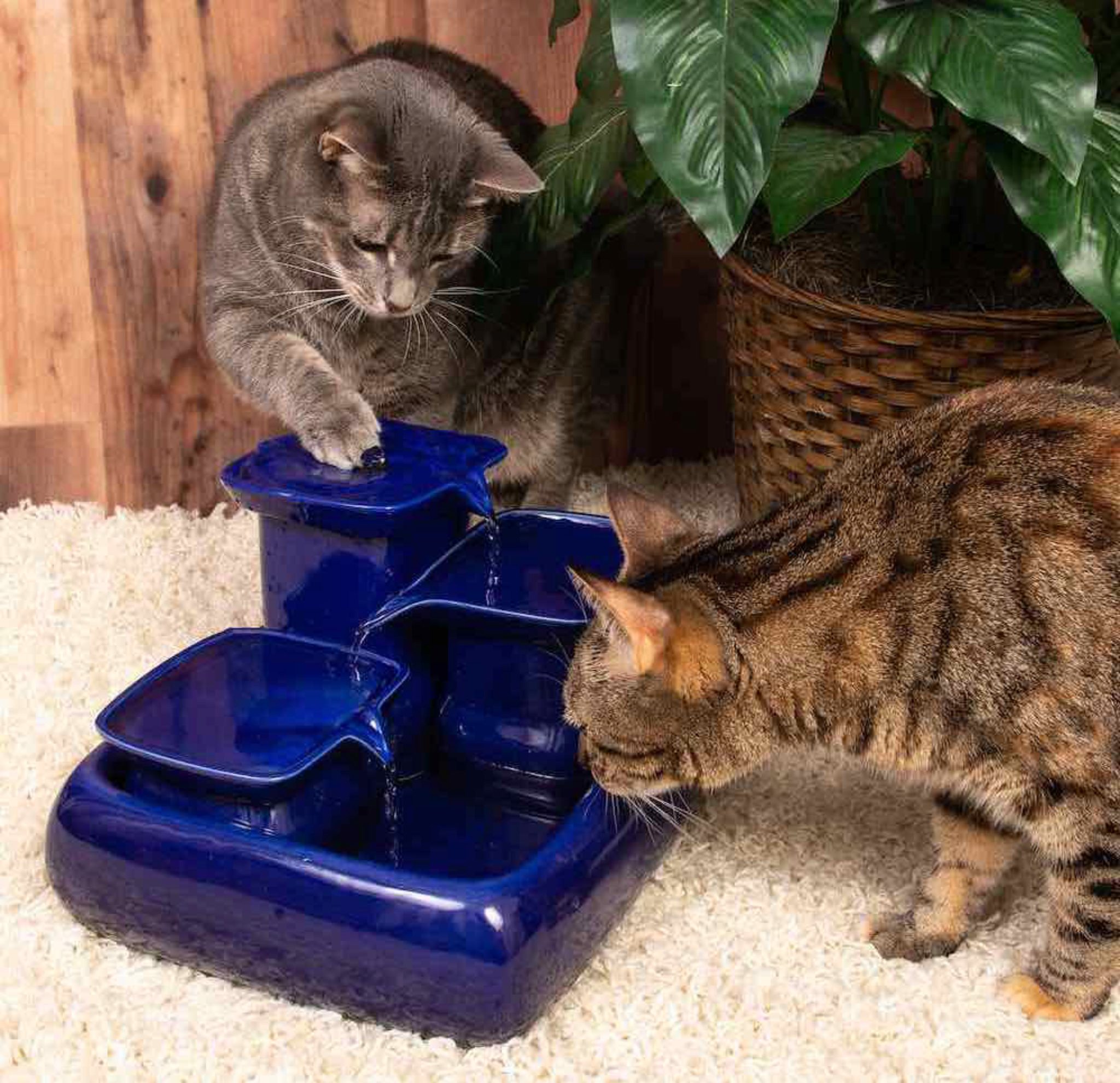 Les Meilleures Fontaines D'eau Pour Chats (inspection)