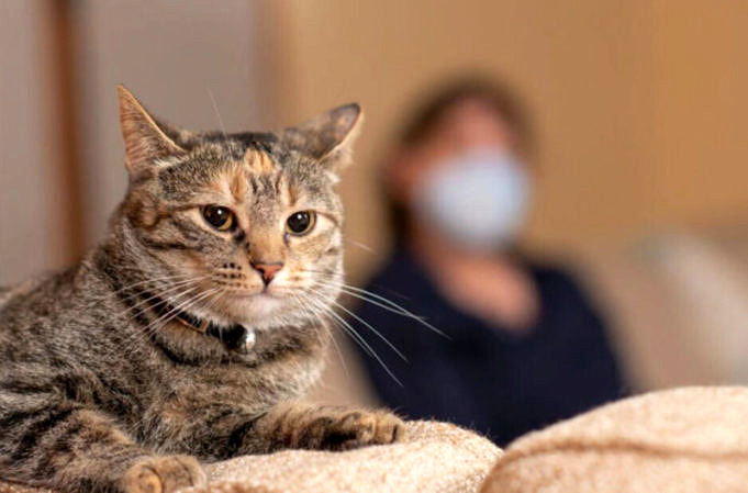 À Quelle Fréquence Devez-vous Amener Votre Chat D'intérieur Chez Le Vétérinaire?